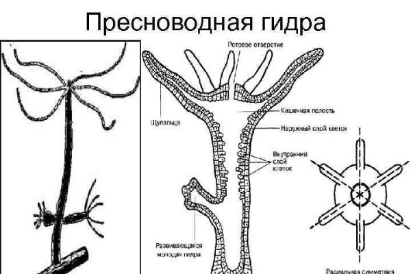 Kraken clear ссылка